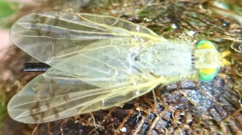 Réf. 355 278 : Acanthiophilus helianthi